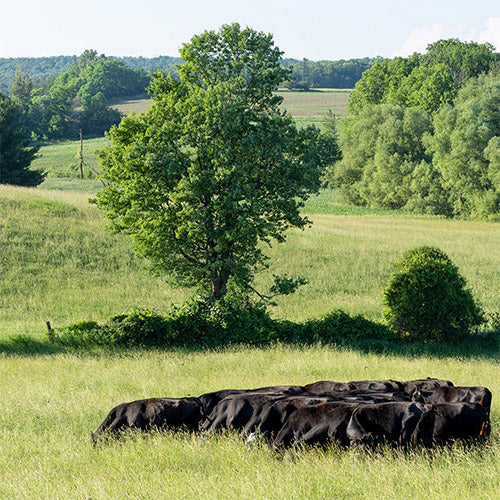 ﻿The Intangibles of Grass Farming