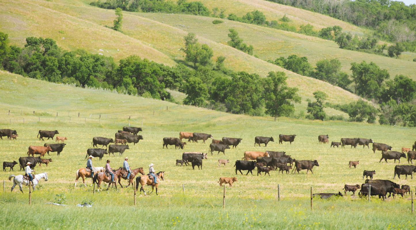 Cattle on open fields