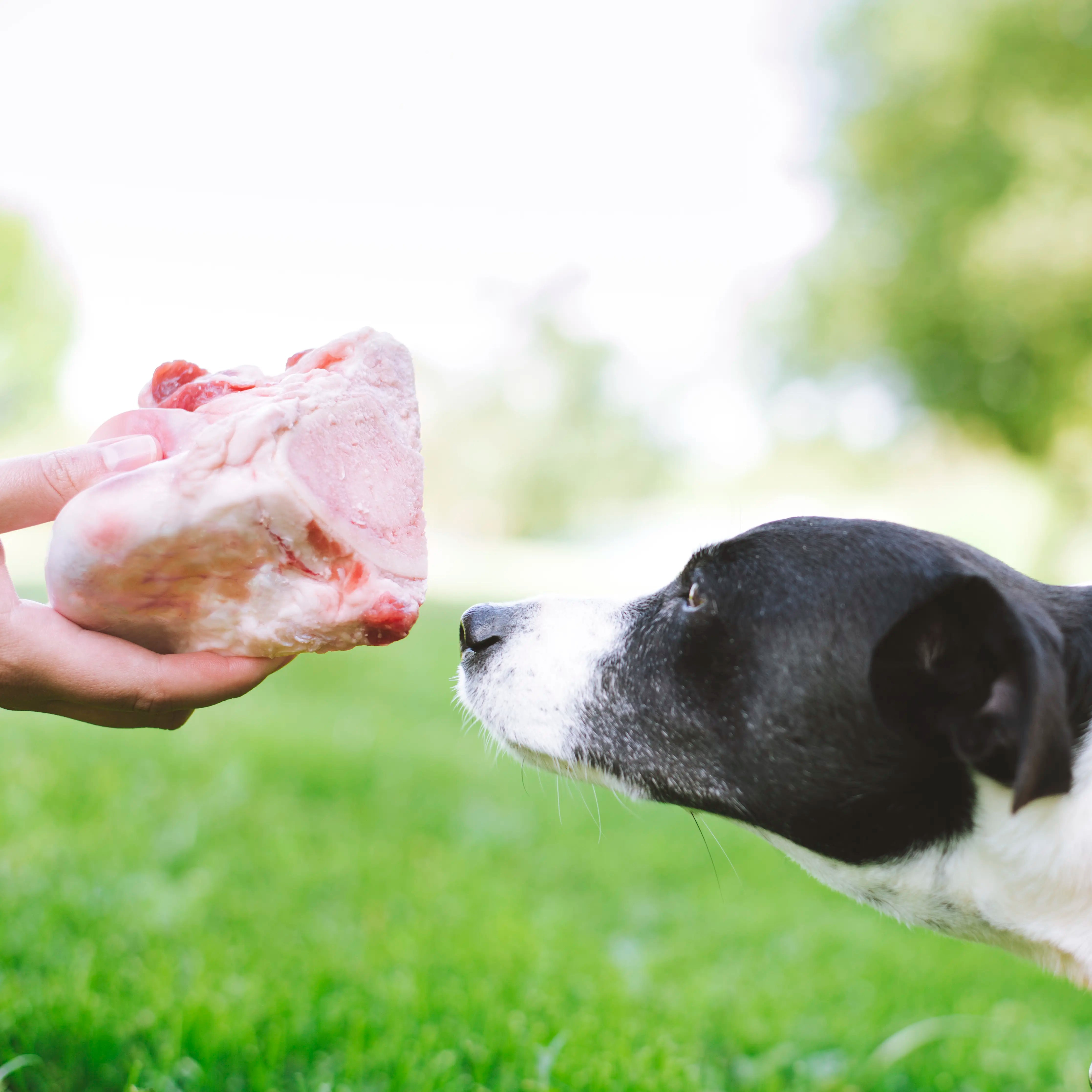 Beef Femur Bones: RWA Grass Fed Beef - Beretta Farms