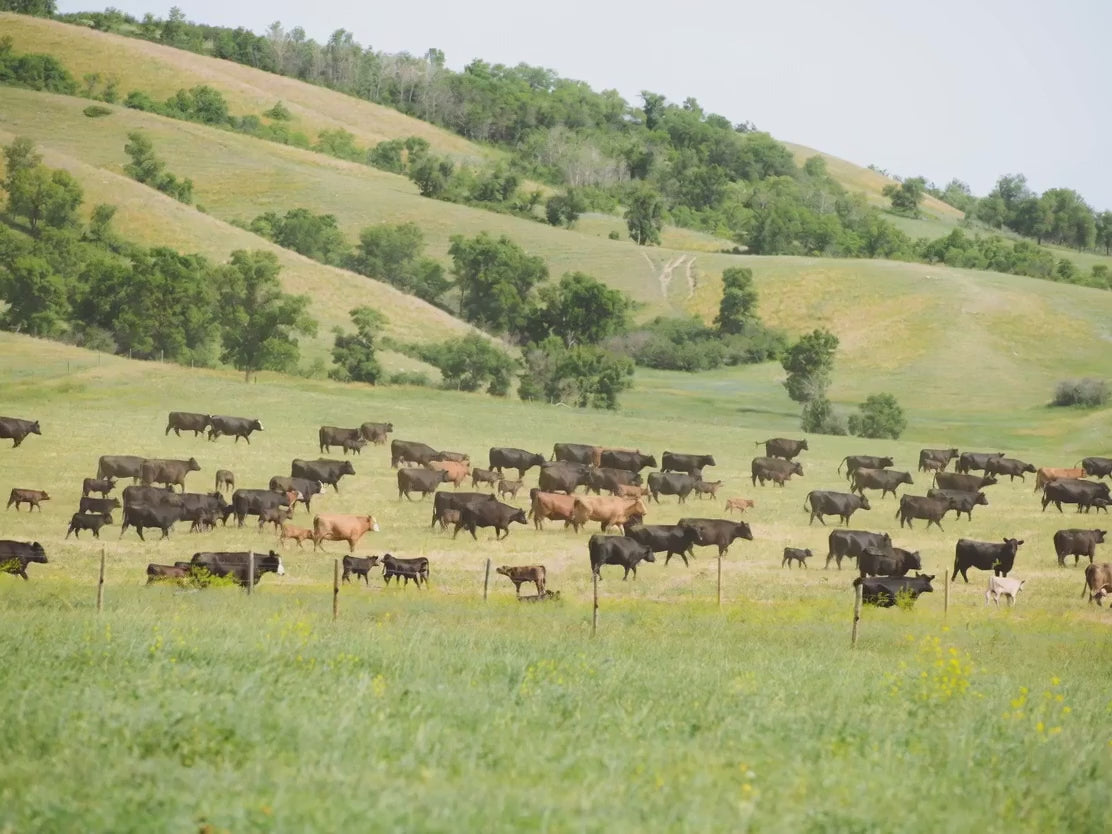 Beretta Cattle on Open Pasture