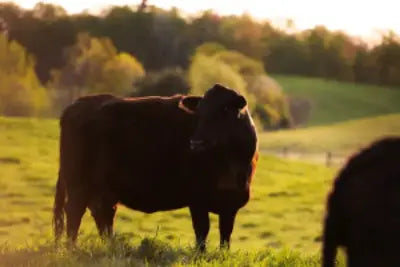 Organic beef cow in field